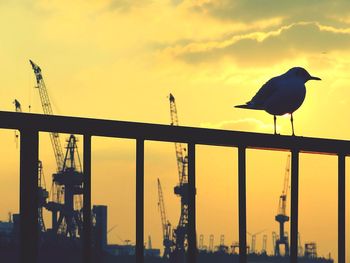 Silhouette bird perching on power line against sky at sunset