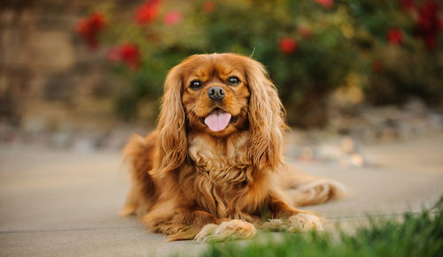 Portrait of cavalier king charles spaniel sticking out tongue