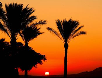 Palm trees against sky during sunset