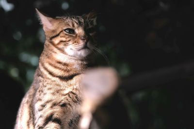 Close-up portrait of a cat