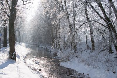 Bare trees in forest during winter