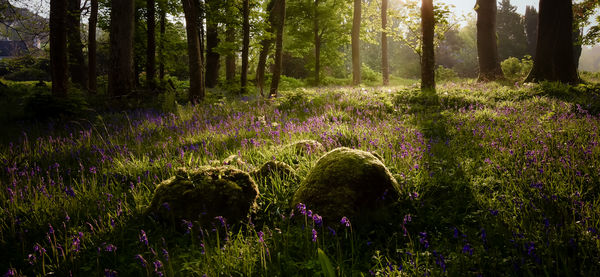 Early morning sunlight and shadow views of a forest floor covered in bluebells in killarney, ireland