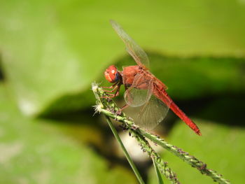 Close-up of insect on plant