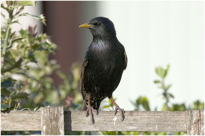 Close-up of bird perching on railing