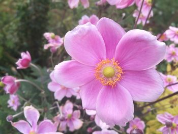 Close-up of pink flowers blooming outdoors