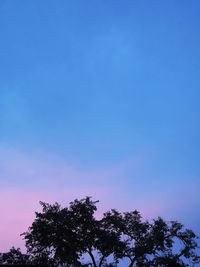 Low angle view of silhouette trees against blue sky