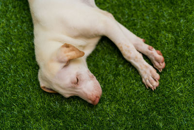 High angle view of a rabbit on grassy field