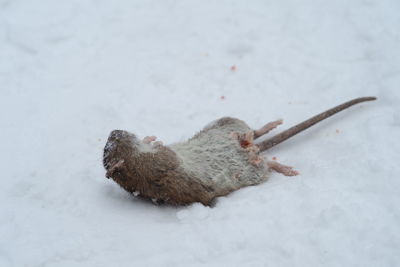A gray dead rat with a long tail in winter on the snow.