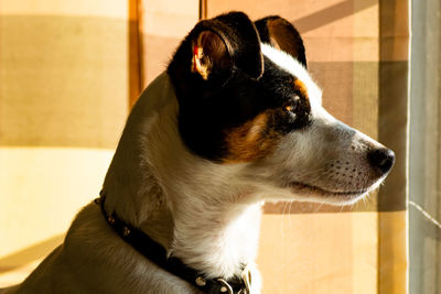 Close-up of dog looking away at home