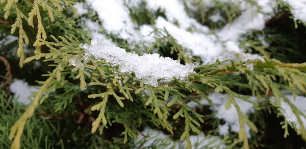 Close-up of frozen plant