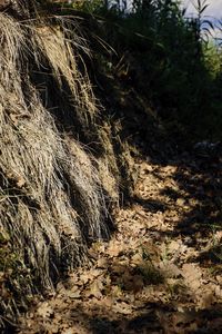 View of trees in forest