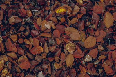 Autumn leaves in the forest