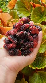 Close-up of hand holding strawberries