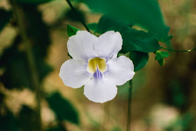 Close-up of white flowering plant