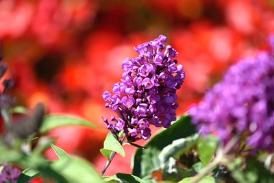 Close-up of purple flowers