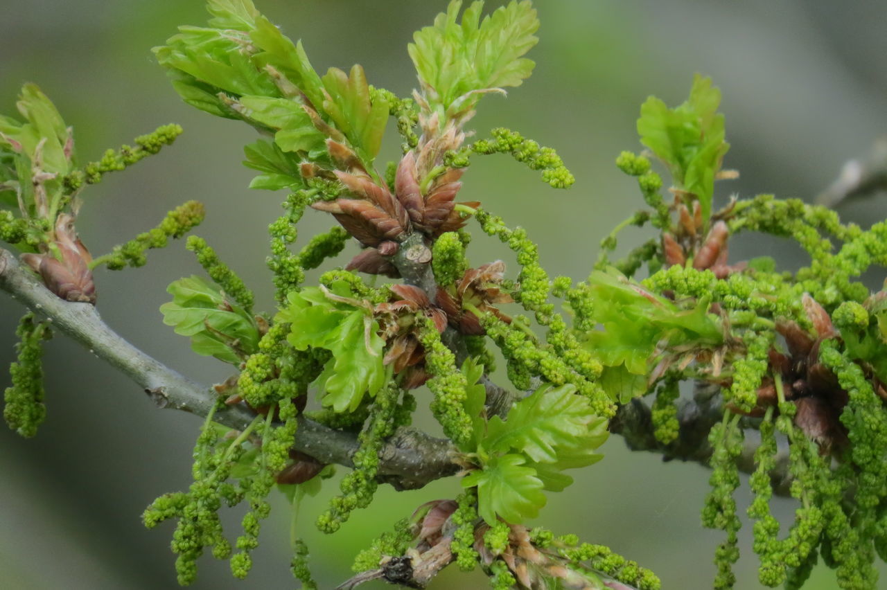 CLOSE-UP OF FRESH PLANT