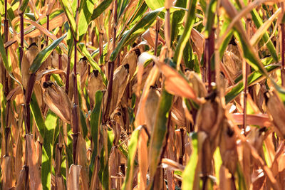 Some corn stalks in late summer are waiting to be harvested after the dry summer