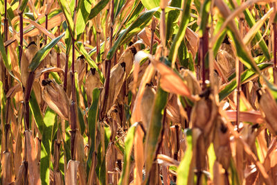 Full frame shot of wheat field