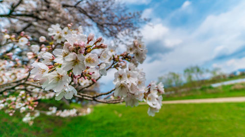 Close-up of white cherry blossom tree