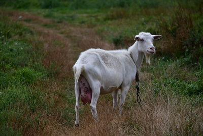 Sheep standing in a field