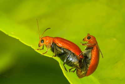 Close-up of insect on leaf