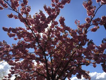 Low angle view of cherry blossoms against sky