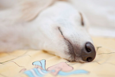 Close-up of a dog resting on bed