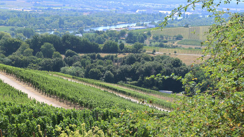 High angle view of agricultural field