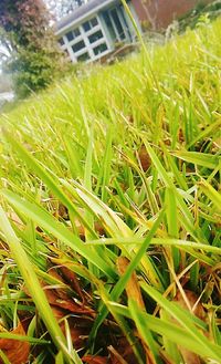 Plants growing on grassy field