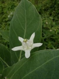 Close-up of flower blooming outdoors