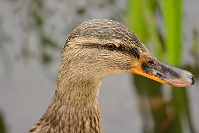 Close-up of duck