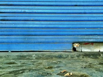 Cat on wall