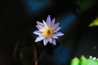 Close-up of purple flower