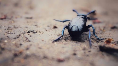 Close-up of insect