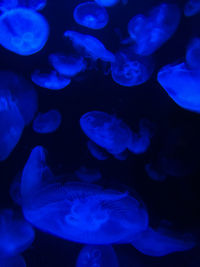 Close-up of jellyfish in sea