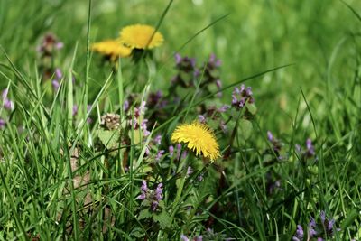 Close-up of yellow flowering plants on field