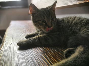 Close-up portrait of a cat