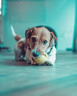 Close-up portrait of puppy on floor