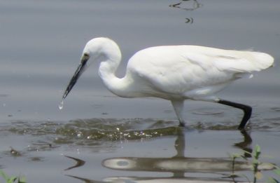 Side view of bird in lake