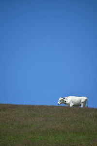 View of a white cow on field against clear blue sky
