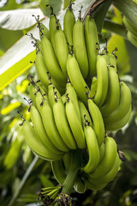 Close-up of bananas growing on plant