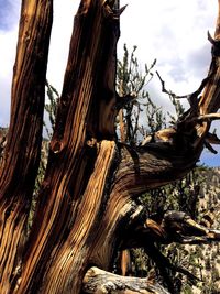 Low angle view of tree stump in forest