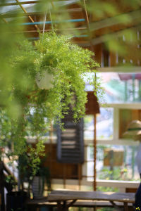 Potted plants in pot