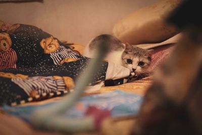 Cat resting on bed at home