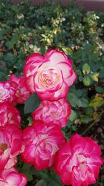 Close-up of pink rose bouquet