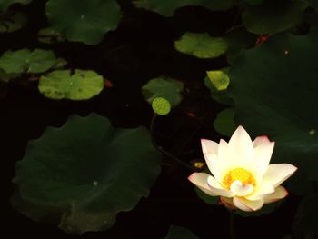 Close-up of lotus water lily in lake