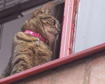 Close-up of a cat looking away