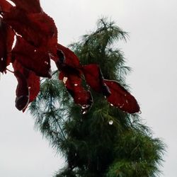 Low angle view of trees against clear sky