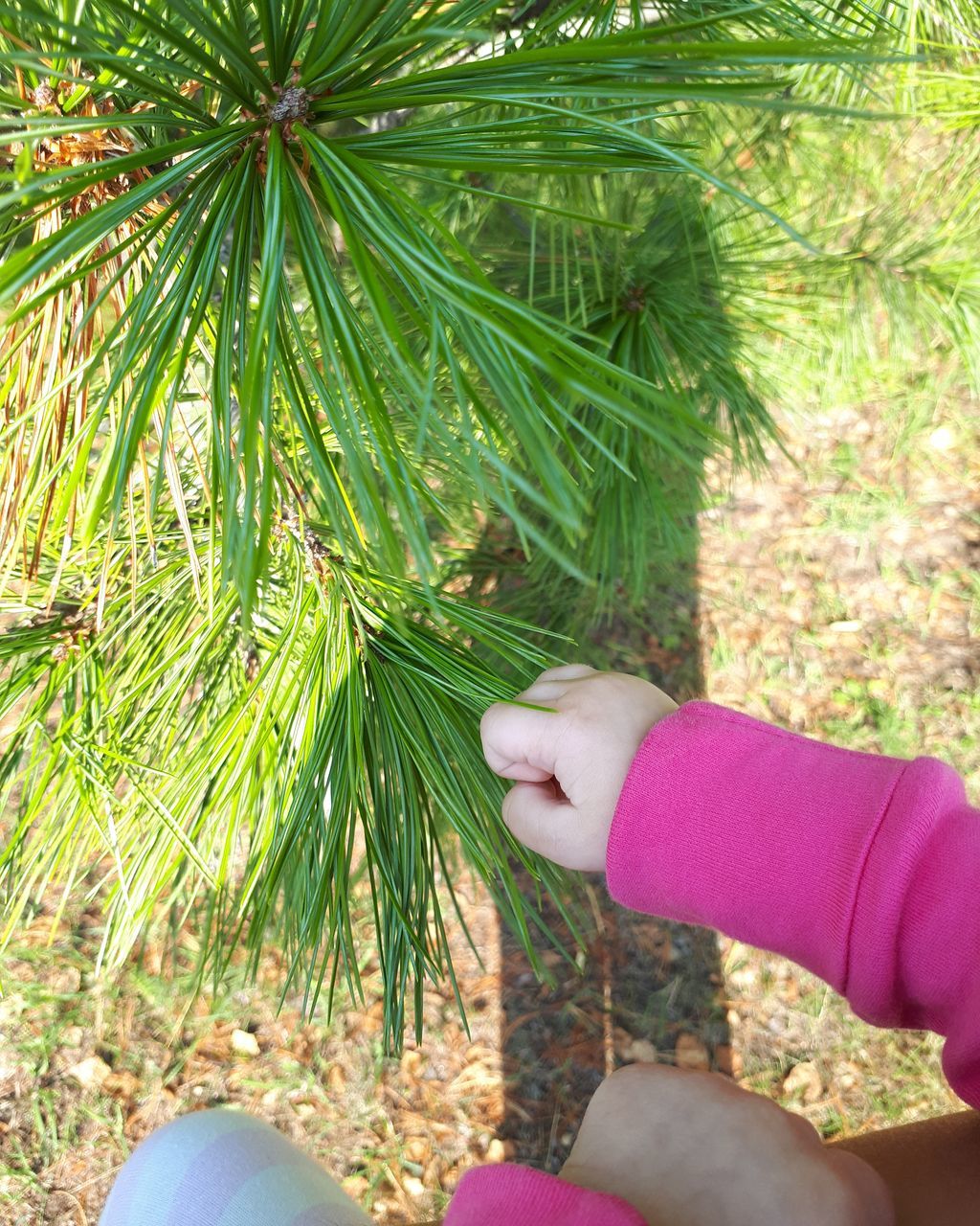 one person, human hand, human body part, hand, plant, real people, nature, green color, tree, day, holding, body part, growth, leaf, lifestyles, women, leisure activity, plant part, land, finger, outdoors, human foot