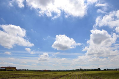 Scenic view of agricultural field against sky